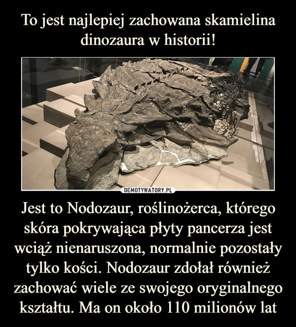 To jest najlepiej zachowana skamielina dinozaura w historii! Jest to Nodozaur, roślinożerca, którego skóra pokrywająca płyty pancerza jest wciąż nienaruszona, normalnie pozostały tylko kości. Nodozaur zdołał również zachować wiele ze swojego oryginalnego kształtu. Ma on około 110 milionów lat