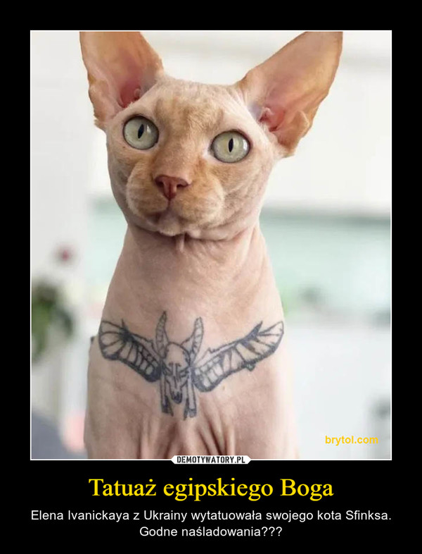Tatuaż egipskiego Boga – Elena Ivanickaya z Ukrainy wytatuowała swojego kota Sfinksa. Godne naśladowania??? 