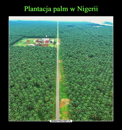 Plantacja palm w Nigerii