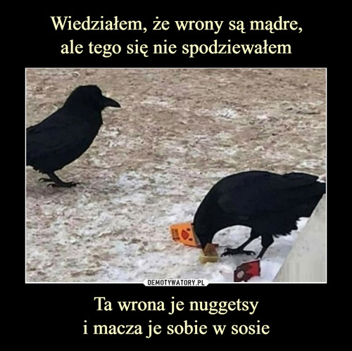Wiedziałem, że wrony są mądre,
ale tego się nie spodziewałem Ta wrona je nuggetsy
i macza je sobie w sosie