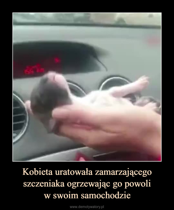 Kobieta uratowała zamarzającego szczeniaka ogrzewając go powoliw swoim samochodzie –  