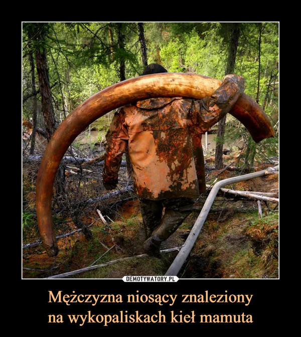 Mężczyzna niosący znalezionyna wykopaliskach kieł mamuta –  