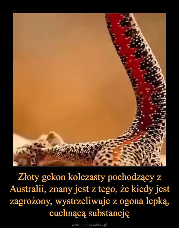 Złoty gekon kolczasty pochodzący z Australii, znany jest z tego, że kiedy jest zagrożony, wystrzeliwuje z ogona lepką, cuchnącą substancję –  