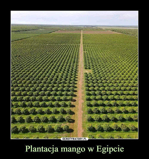 Plantacja mango w Egipcie