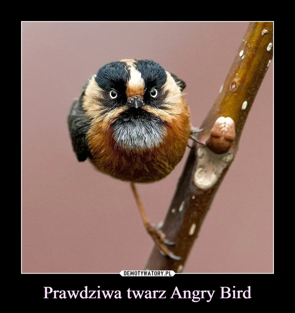 Prawdziwa twarz Angry Bird