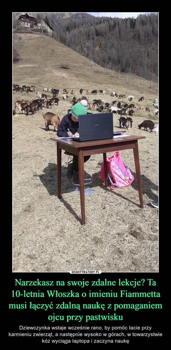 Narzekasz na swoje zdalne lekcje? Ta 10-letnia Włoszka o imieniu Fiammetta musi łączyć zdalną naukę z pomaganiem ojcu przy pastwisku – Dziewczynka wstaje wcześnie rano, by pomóc tacie przy karmieniu zwierząt, a następnie wysoko w górach, w towarzystwie kóz wyciąga laptopa i zaczyna naukę 