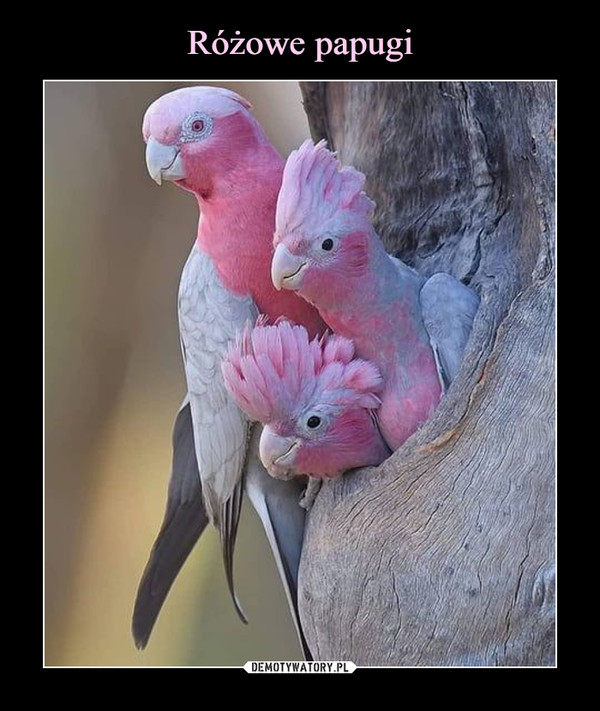 Różowe papugi
