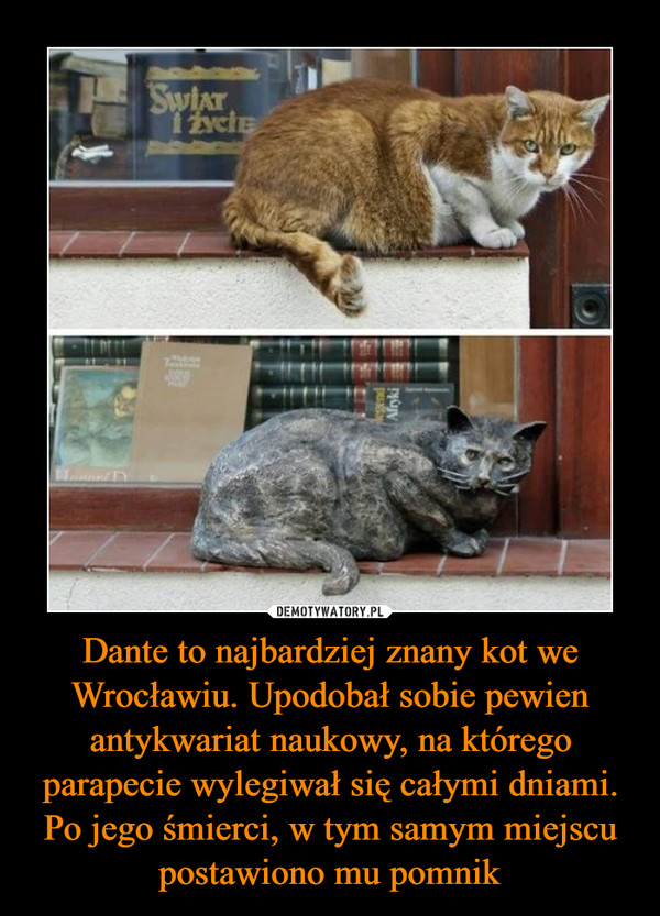 Dante to najbardziej znany kot we Wrocławiu. Upodobał sobie pewien antykwariat naukowy, na którego parapecie wylegiwał się całymi dniami. Po jego śmierci, w tym samym miejscu postawiono mu pomnik –  