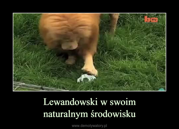 Lewandowski w swoimnaturalnym środowisku –  