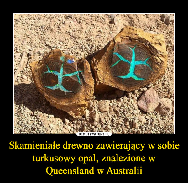 Skamieniałe drewno zawierający w sobie turkusowy opal, znalezione w Queensland w Australii –  