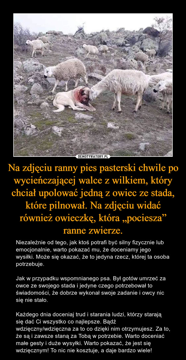 Na zdjęciu ranny pies pasterski chwile po wycieńczającej walce z wilkiem, który chciał upolować jedną z owiec ze stada, które pilnował. Na zdjęciu widać również owieczkę, która „pociesza” ranne zwierze.