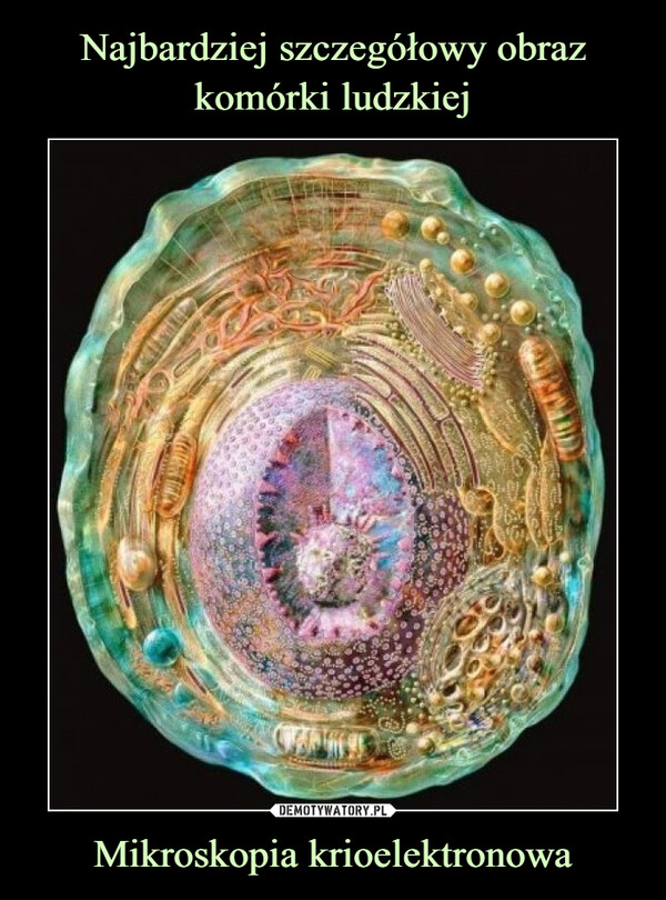 Najbardziej szczegółowy obraz komórki ludzkiej Mikroskopia krioelektronowa