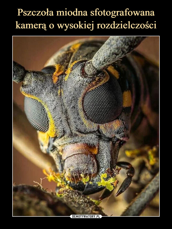 Pszczoła miodna sfotografowana kamerą o wysokiej rozdzielczości