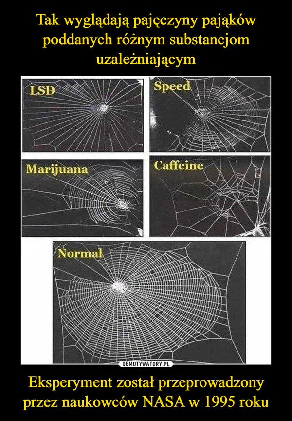 Tak wyglądają pajęczyny pająków poddanych różnym substancjom uzależniającym Eksperyment został przeprowadzony przez naukowców NASA w 1995 roku