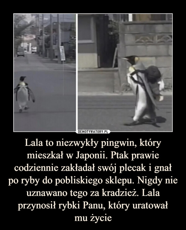 Lala to niezwykły pingwin, który mieszkał w Japonii. Ptak prawie codziennie zakładał swój plecak i gnał po ryby do pobliskiego sklepu. Nigdy nie uznawano tego za kradzież. Lala przynosił rybki Panu, który uratowałmu życie –  