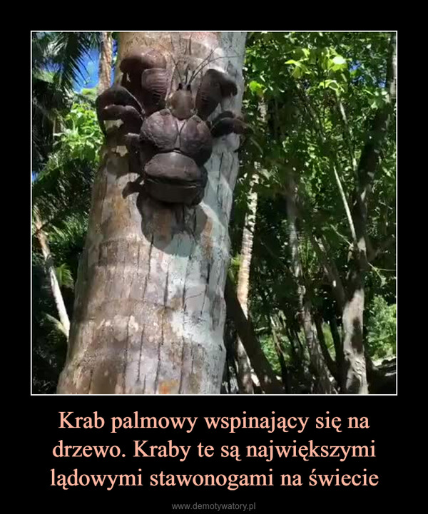 Krab palmowy wspinający się na drzewo. Kraby te są największymi lądowymi stawonogami na świecie –  