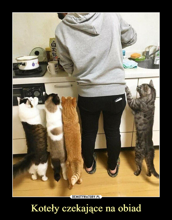 Koteły czekające na obiad –  