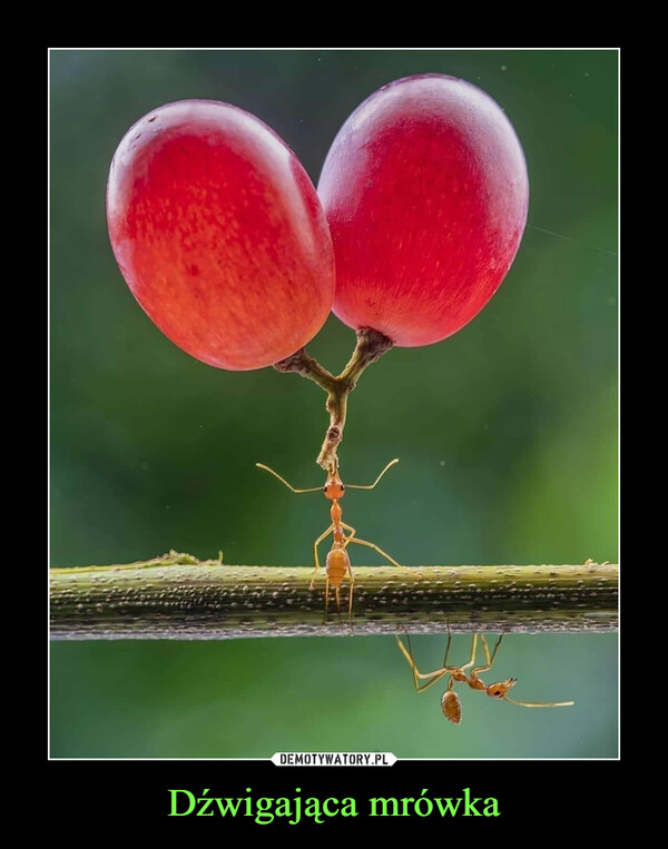 Dźwigająca mrówka –  