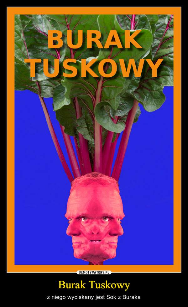 Burak Tuskowy – z niego wyciskany jest Sok z Buraka 