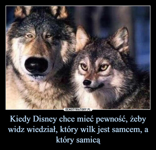 Kiedy Disney chce mieć pewność, żeby widz wiedział, który wilk jest samcem, a który samicą