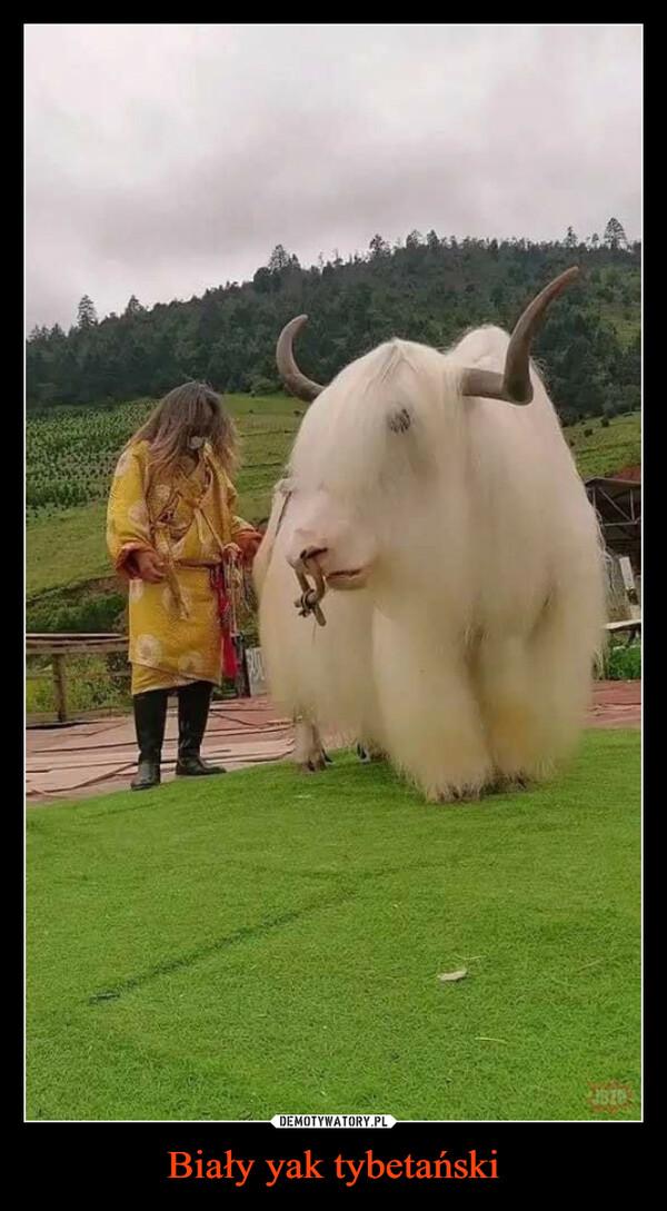 Biały yak tybetański –  