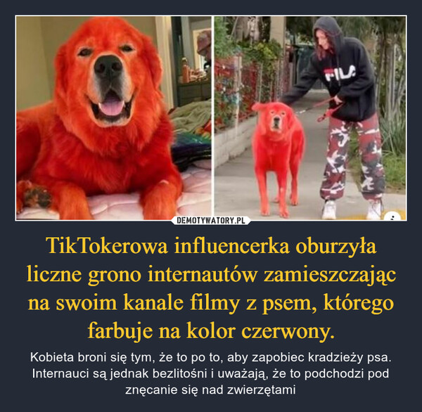 TikTokerowa influencerka oburzyła liczne grono internautów zamieszczając na swoim kanale filmy z psem, którego farbuje na kolor czerwony.