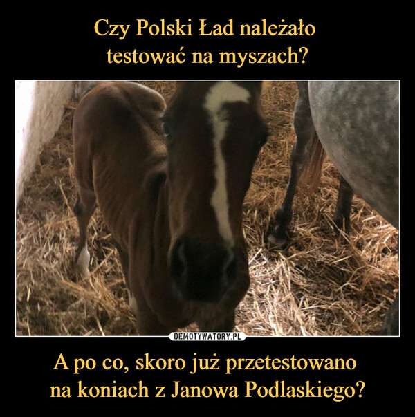 A po co, skoro już przetestowano na koniach z Janowa Podlaskiego? –  