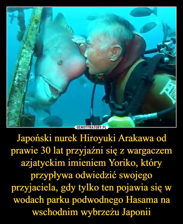 Japoński nurek Hiroyuki Arakawa od prawie 30 lat przyjaźni się z wargaczem azjatyckim imieniem Yoriko, który przypływa odwiedzić swojego przyjaciela, gdy tylko ten pojawia się w wodach parku podwodnego Hasama na wschodnim wybrzeżu Japonii –  