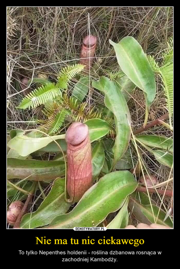 Nie ma tu nic ciekawego – To tylko Nepenthes holdenii - roślina dzbanowa rosnąca w zachodniej Kambodży. 