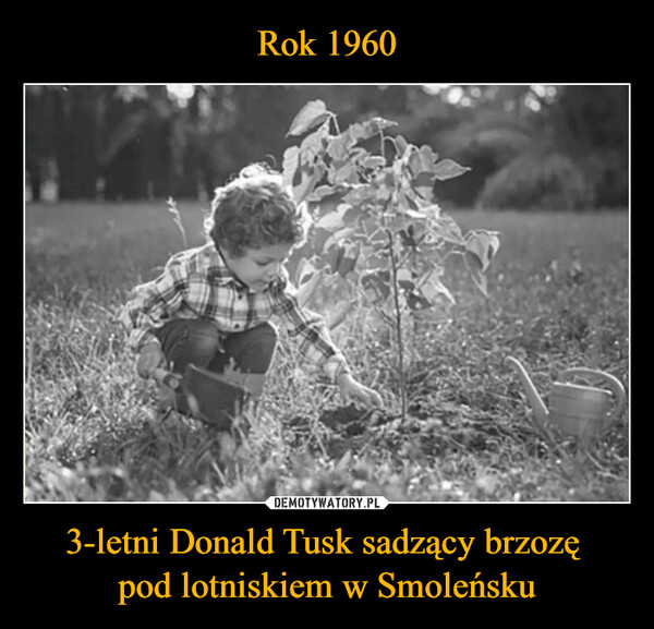 Rok 1960 3-letni Donald Tusk sadzący brzozę 
pod lotniskiem w Smoleńsku