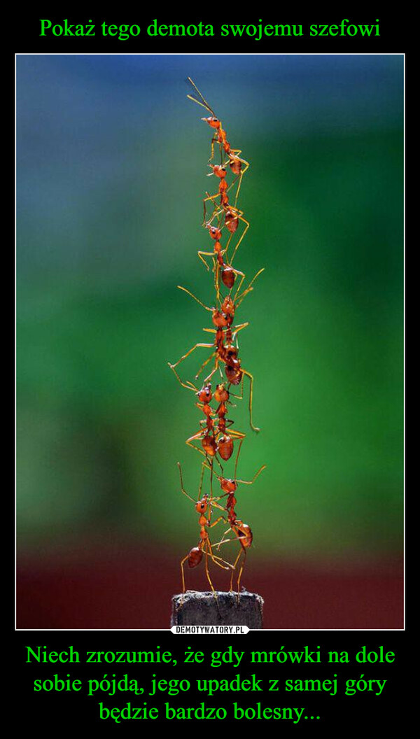 Niech zrozumie, że gdy mrówki na dole sobie pójdą, jego upadek z samej góry będzie bardzo bolesny... –  