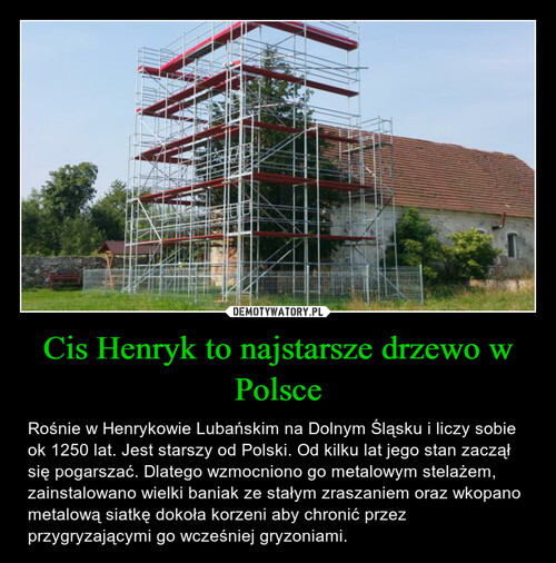 Cis Henryk to najstarsze drzewo w Polsce