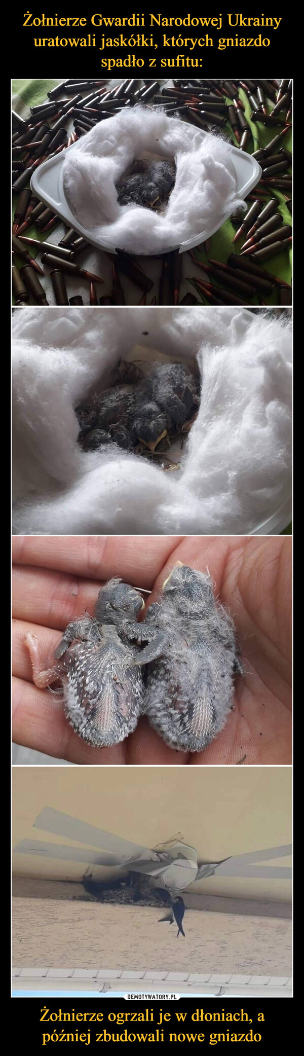 Żołnierze Gwardii Narodowej Ukrainy uratowali jaskółki, których gniazdo spadło z sufitu: Żołnierze ogrzali je w dłoniach, a później zbudowali nowe gniazdo