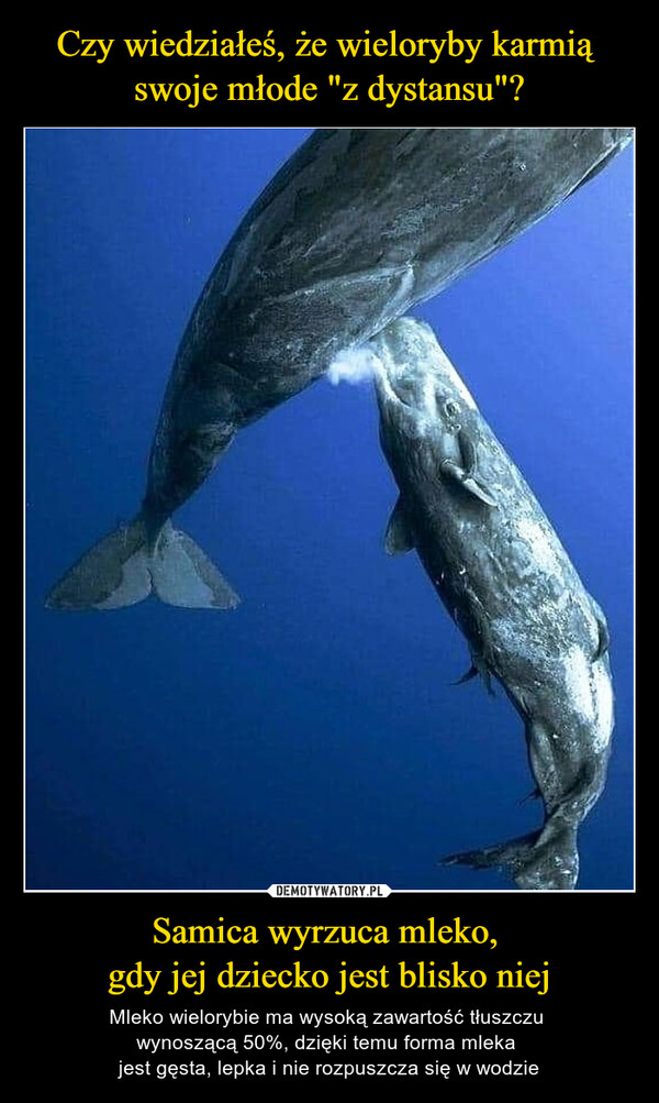 Samica wyrzuca mleko, gdy jej dziecko jest blisko niej – Mleko wielorybie ma wysoką zawartość tłuszczu wynoszącą 50%, dzięki temu forma mleka jest gęsta, lepka i nie rozpuszcza się w wodzie 