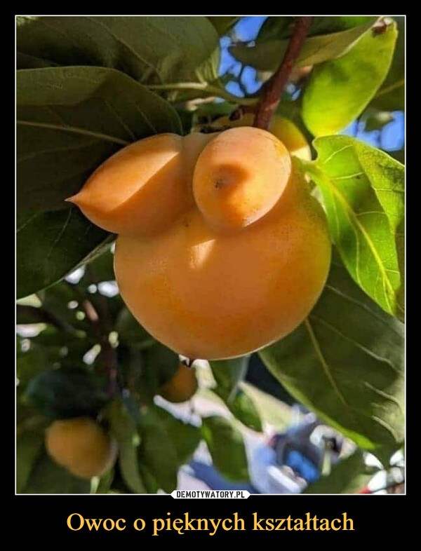 Owoc o pięknych kształtach
