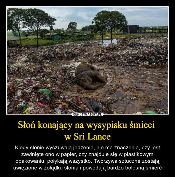 Słoń konający na wysypisku śmieci 
w Sri Lance