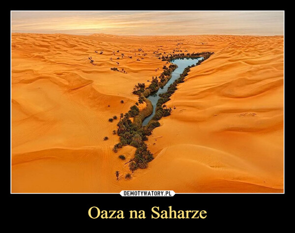 Oaza na Saharze