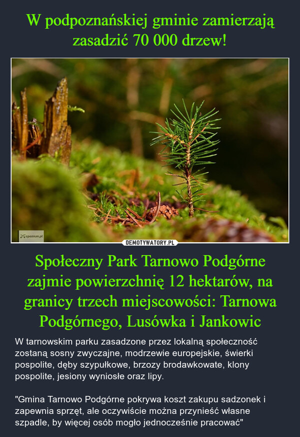 W podpoznańskiej gminie zamierzają zasadzić 70 000 drzew! Społeczny Park Tarnowo Podgórne zajmie powierzchnię 12 hektarów, na granicy trzech miejscowości: Tarnowa Podgórnego, Lusówka i Jankowic