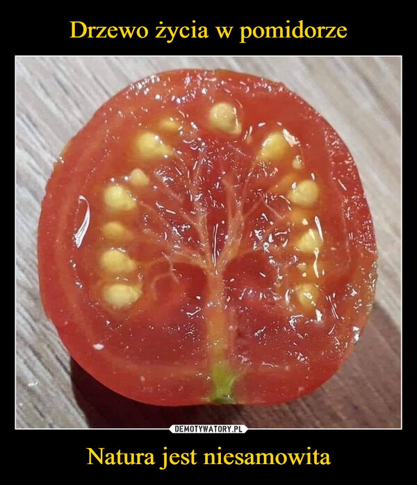 Drzewo życia w pomidorze Natura jest niesamowita