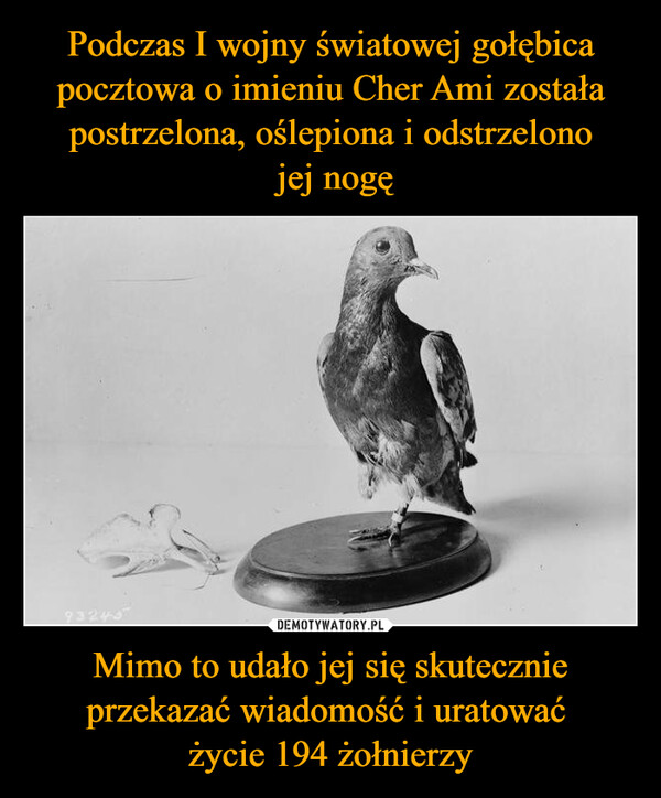Podczas I wojny światowej gołębica pocztowa o imieniu Cher Ami została postrzelona, oślepiona i odstrzelono
 jej nogę Mimo to udało jej się skutecznie przekazać wiadomość i uratować 
życie 194 żołnierzy