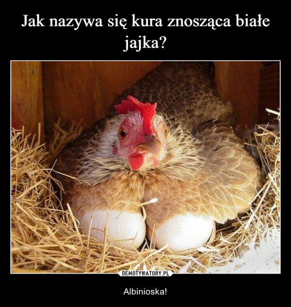 Jak nazywa się kura znosząca białe jajka?