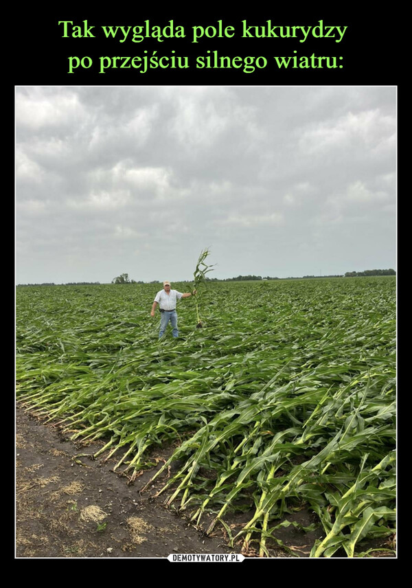 Tak wygląda pole kukurydzy 
po przejściu silnego wiatru: