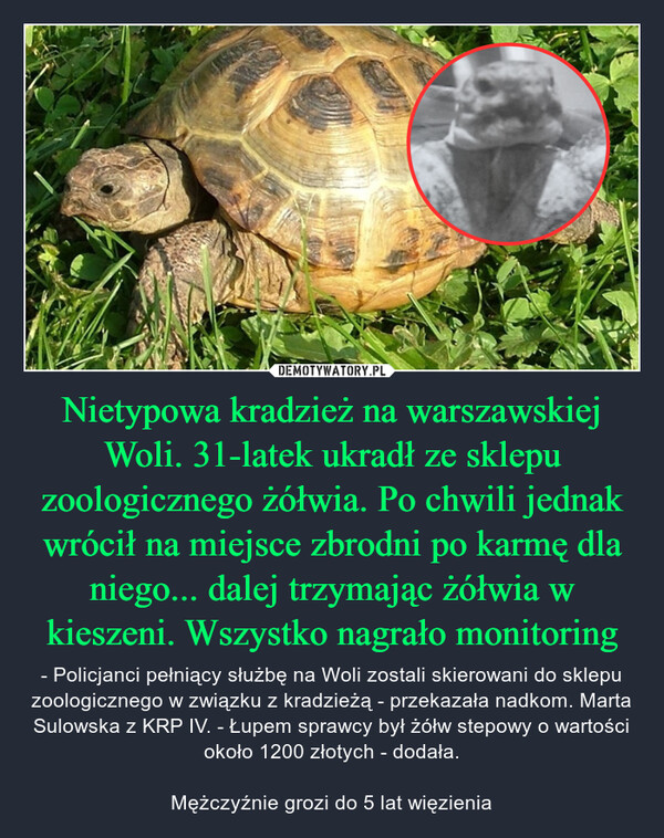 Nietypowa kradzież na warszawskiej Woli. 31-latek ukradł ze sklepu zoologicznego żółwia. Po chwili jednak wrócił na miejsce zbrodni po karmę dla niego... dalej trzymając żółwia w kieszeni. Wszystko nagrało monitoring – - Policjanci pełniący służbę na Woli zostali skierowani do sklepu zoologicznego w związku z kradzieżą - przekazała nadkom. Marta Sulowska z KRP IV. - Łupem sprawcy był żółw stepowy o wartości około 1200 złotych - dodała.Mężczyźnie grozi do 5 lat więzienia 