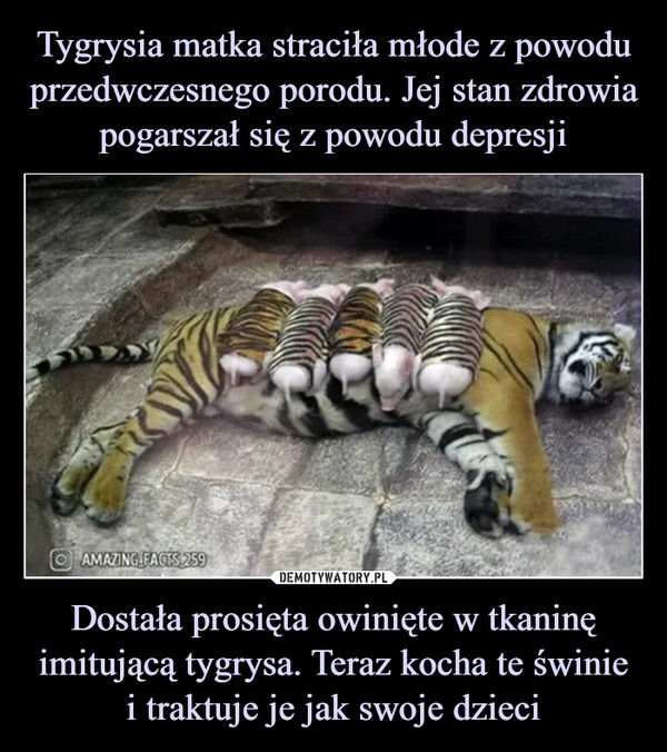 Tygrysia matka straciła młode z powodu
przedwczesnego porodu. Jej stan zdrowia pogarszał się z powodu depresji Dostała prosięta owinięte w tkaninę imitującą tygrysa. Teraz kocha te świnie
i traktuje je jak swoje dzieci