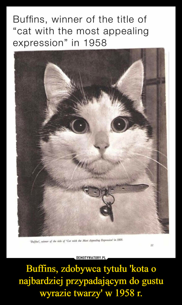 Buffins, zdobywca tytułu 'kota o najbardziej przypadającym do gustu wyrazie twarzy' w 1958 r. –  Buffins, winner of the title of"cat with the most appealingexpression" in 1958Buffins, winner of the title of "Cat with the Most Appealing Expression in 1958.51