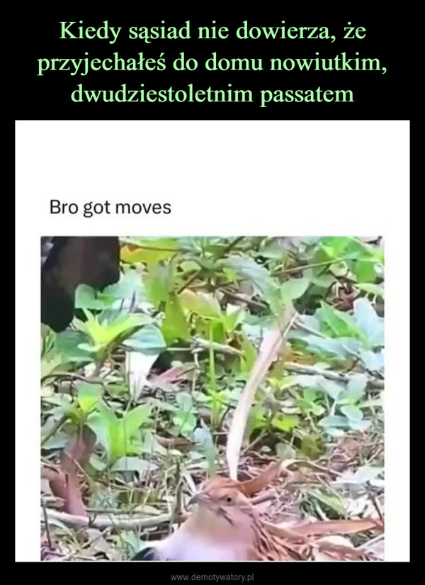 –  Bro got moves
