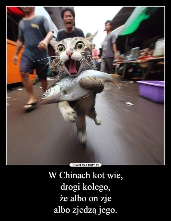 W Chinach kot wie,drogi kolego,że albo on zjealbo zjedzą jego. –  
