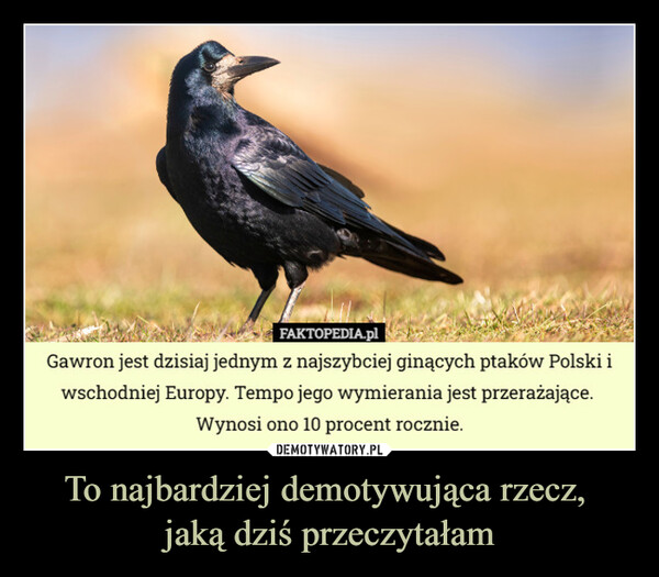 To najbardziej demotywująca rzecz, jaką dziś przeczytałam –  FAKTOPEDIA.plGawron jest dzisiaj jednym z najszybciej ginących ptaków Polski iwschodniej Europy. Tempo jego wymierania jest przerażające.Wynosi ono 10 procent rocznie.