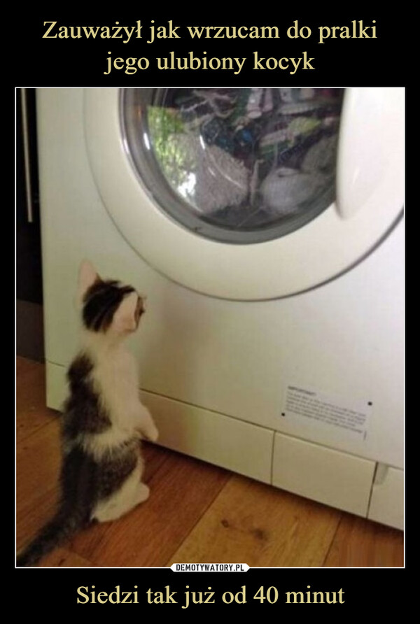 Zauważył jak wrzucam do pralki jego ulubiony kocyk Siedzi tak już od 40 minut
