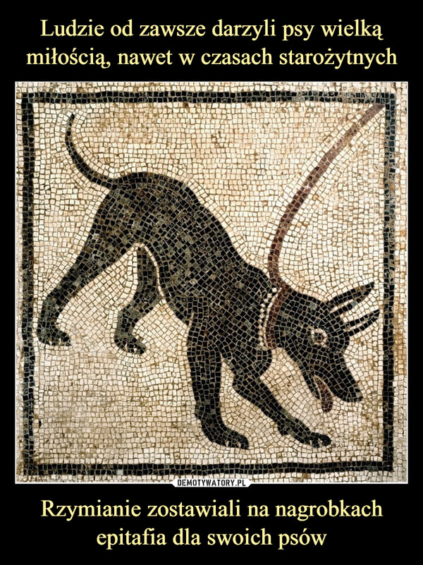 Rzymianie zostawiali na nagrobkach epitafia dla swoich psów –  नागरिक न